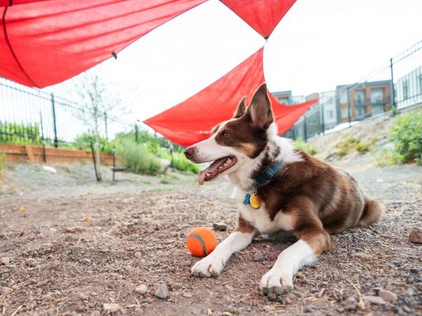 front-climbing-south-main-dog-run